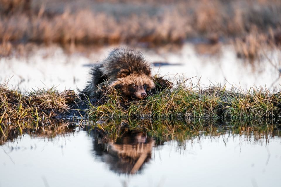 I Finland ska jägarkåren hjälpa till att rädda viktiga fågelområden genom jakt på mårdhund och mink. (Arkivbild)
