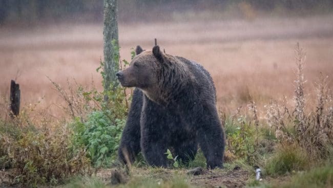 I Jämtland får man nu återgå till att jaga björn i tidigare beslutade delområden. (Arkivbild)