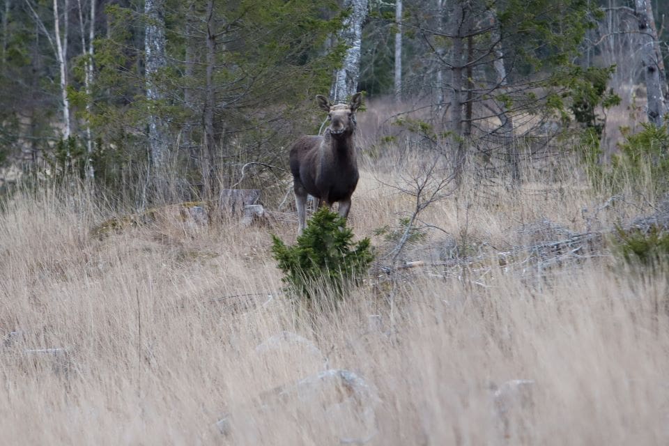 Maten viktigare än vargrädslan.(Arkivbild)