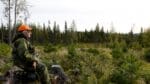 "Ingen eller ytterst liten jakt på älg är nog vad som gäller med så stort predatortryck", säger Wiebke Neuman.