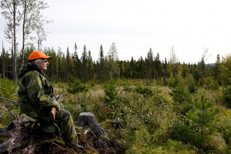 "Ingen eller ytterst liten jakt på älg är nog vad som gäller med så stort predatortryck", säger Wiebke Neuman.