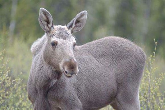 Älgkorna studeras för att klarlägga varför kalvarna dör.