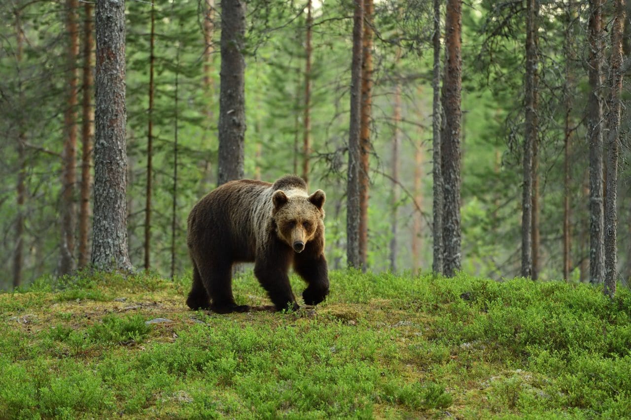 Björnjakten pågår fortfarande i tre län.