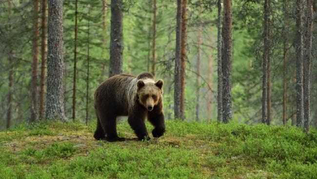 Björnjakten pågår fortfarande i tre län.