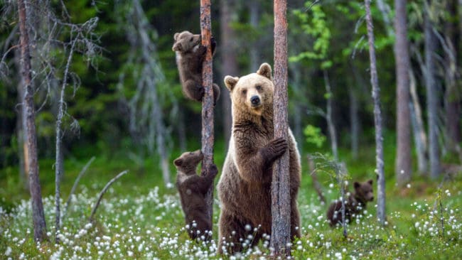 Fotografen ska gått för nära och försökt mata och röra vid en björnfamilj i nationalparken.