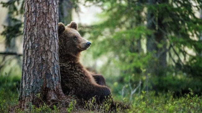 Inventeringen i björnskogarna i Norrbotten inleds snart.