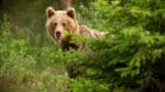 Aldrig tidigare har det samlats in så många björnspillningsprov i Norrbottens län som i år.