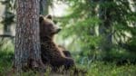 Många jägare ville jaga björn på åtel under årets licensjakt i Jämtland.