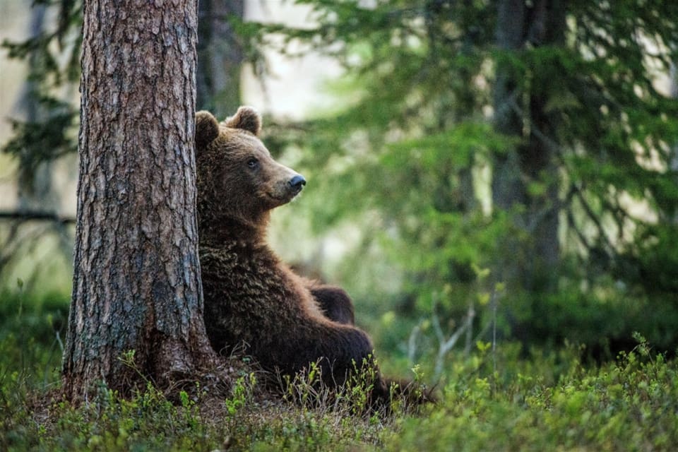 Många jägare ville jaga björn på åtel under årets licensjakt i Jämtland.