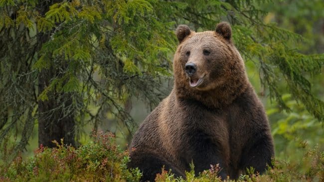 Från födan, inte sällan blåbär, får björnarna i sig bensin som bland annat har kommit från bensinavgaser.