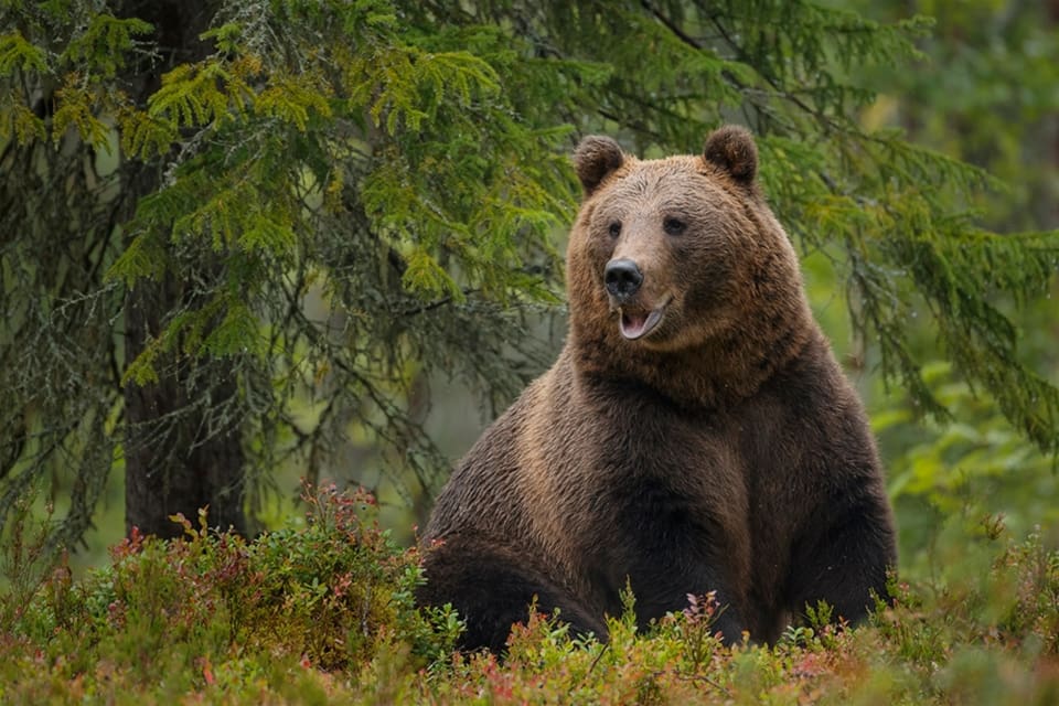 Från födan, inte sällan blåbär, får björnarna i sig bensin som bland annat har kommit från bensinavgaser.