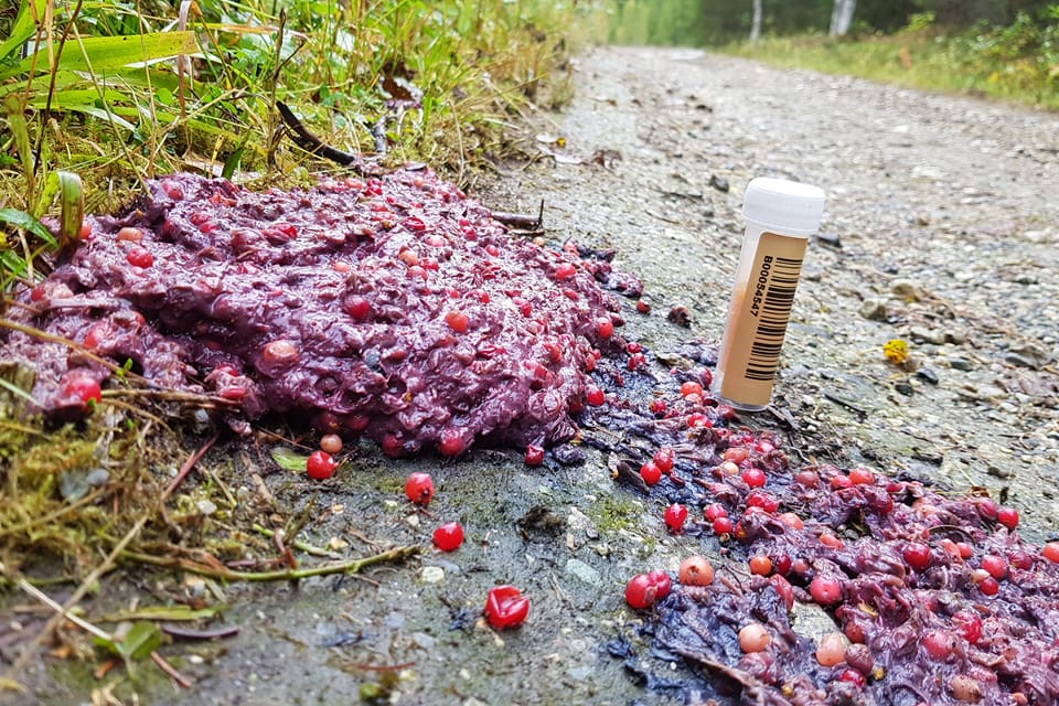 På sensommaren och hösten innehåller björnskiten mycket bär, osmälta växter och insekter.