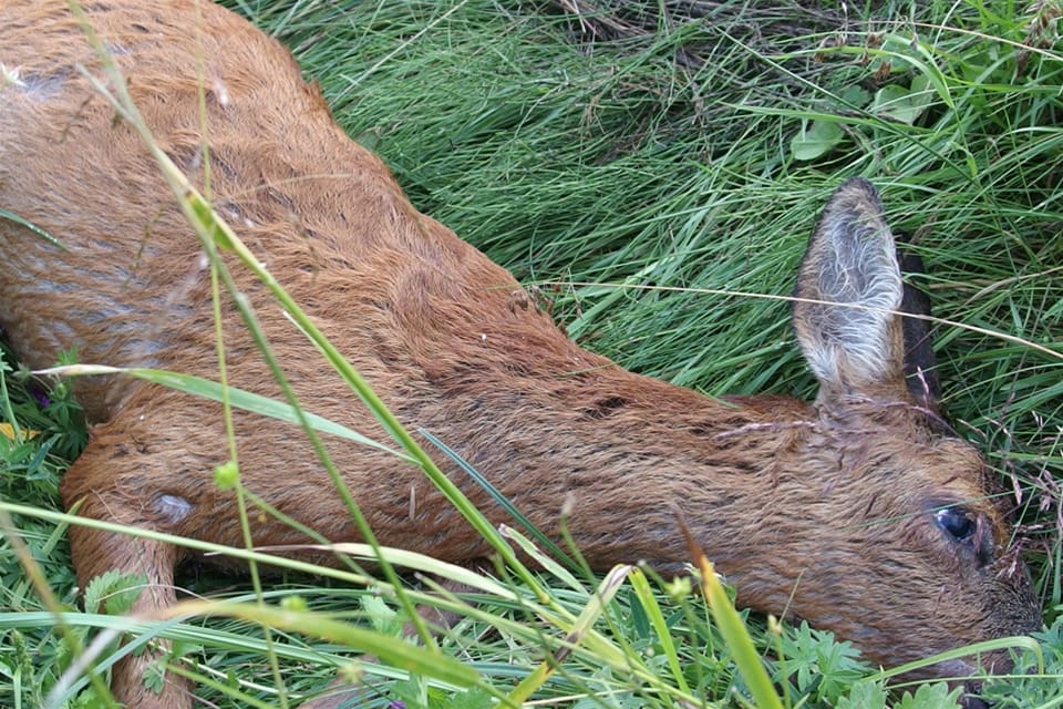 Bitmönster och tillvägagångssätt pekar på att det är lösspringande hundar som angripit rådjuren.