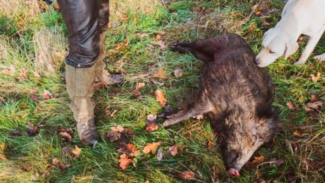 Vildsvin och tamsvin i Estland smittas åter av afrikansk svinpest, efter flera år utan sjukdomsfall.