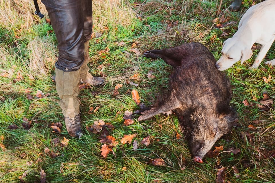 Vildsvin och tamsvin i Estland smittas åter av afrikansk svinpest, efter flera år utan sjukdomsfall.