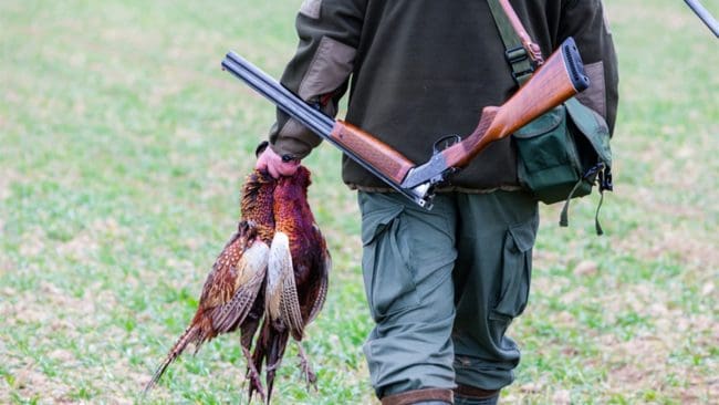 Jakt på fasan är populär i Skåne. Nu uppmanar SVA jägare och andra att rapportera in iakttagelser angående sjuka och döda fåglar.