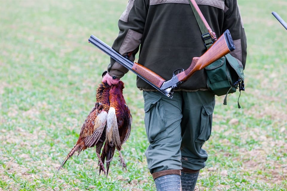 Jakt på fasan är populär i Skåne. Nu uppmanar SVA jägare och andra att rapportera in iakttagelser angående sjuka och döda fåglar.