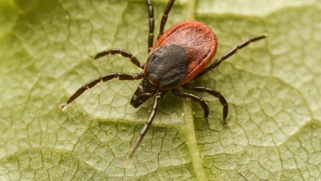 Lxodes ricinus - vanlig fästing. Nu ökar antalet fall av TBE som det lilla djuret överför till människor.