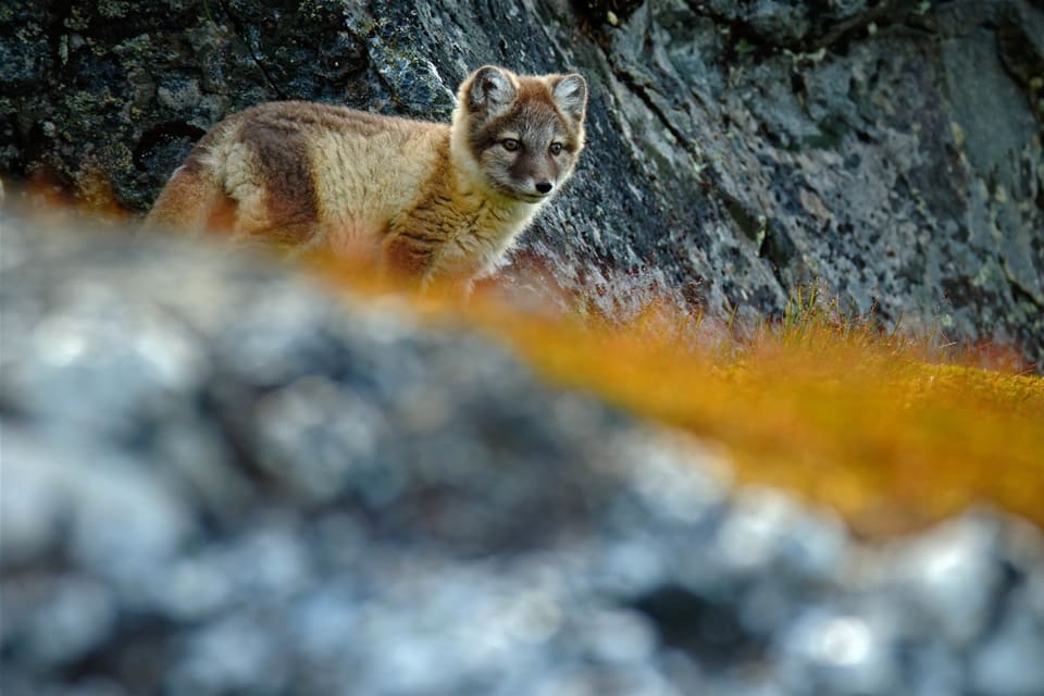 Efter en trög start har projektet som ska ge fler fjällrävar på Hardangervidda börjat leverera.