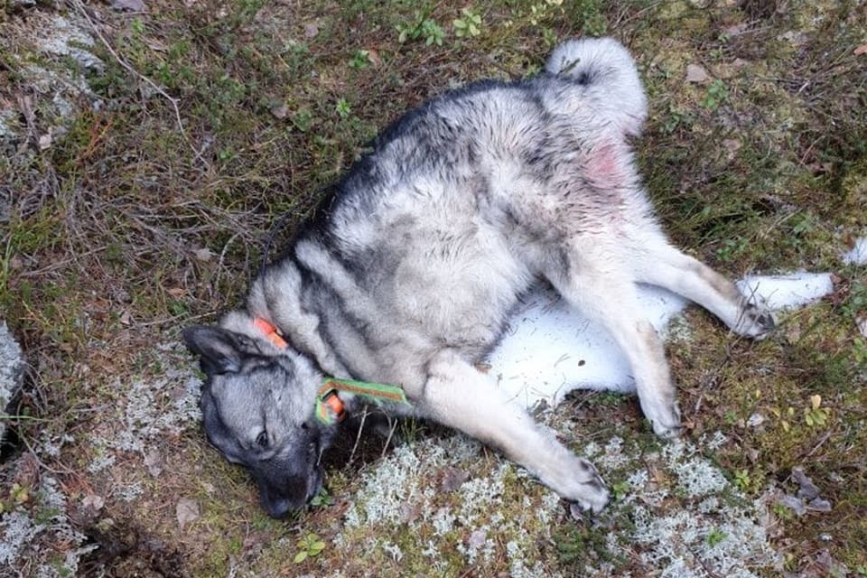 Gråhunden dödades av varg i samband med älgjakt i januari 2020 i Rättviks kommun.