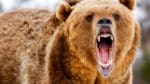 Alaskabon fick en ovanligt närgången naturupplevelse innan han räddades från grizzlyn.