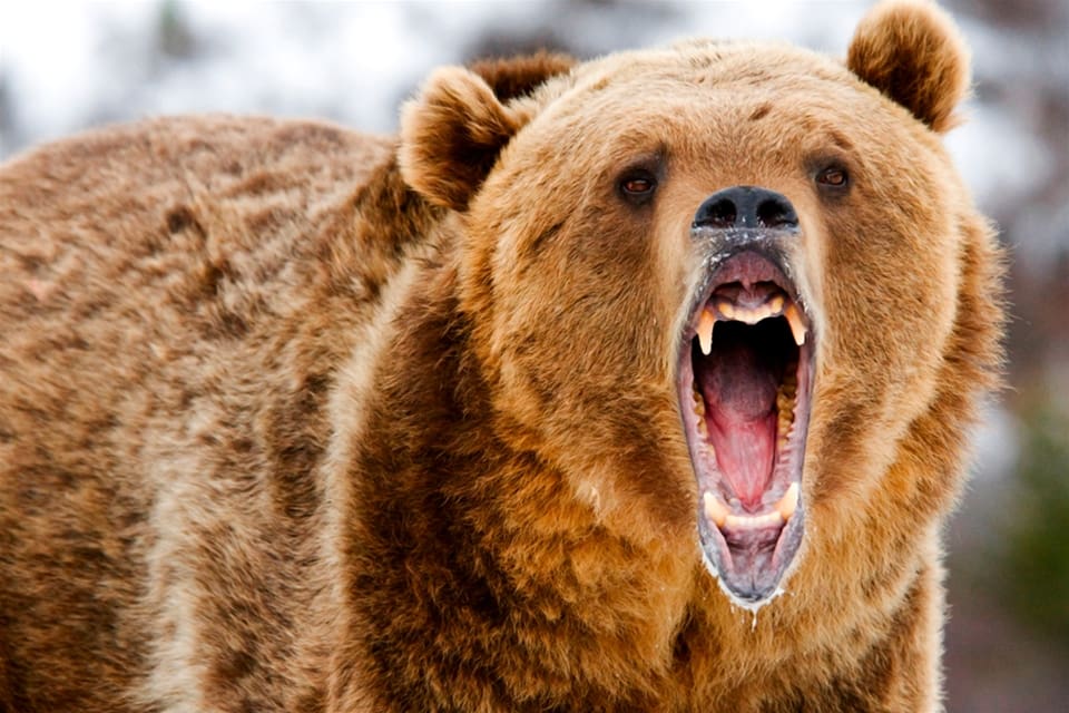 Alaskabon fick en ovanligt närgången naturupplevelse innan han räddades från grizzlyn.