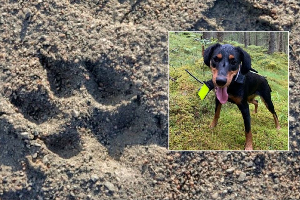 Att det var en varg som dödade smålandsstövaren i Hillersbode kunde slås fast av skadorna. Ett angrepp på får senare visade vilken vargindivid som troligtvis dödat hunden.