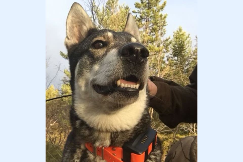 Trixa blev tio år gammal innan hon sköts ihjäl under den katastrofala rävjakten.