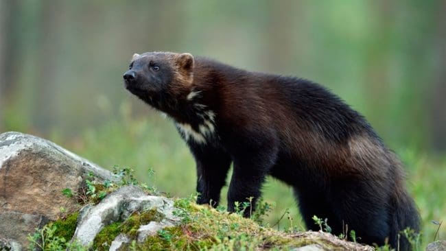 Viss jakt på järv tillåts i Norge eftersom stammen är stabil.