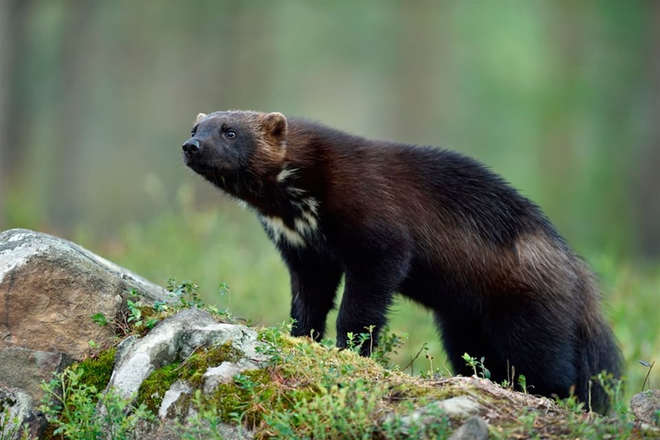Viss jakt på järv tillåts i Norge eftersom stammen är stabil.