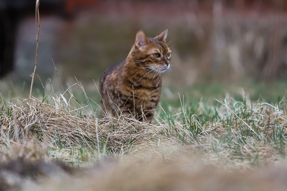 Katterna i Mölnbo, Nykvarn och Järna lever farligt sedan vargarna i området blivit alltmer oskygga.(Arkivbild)