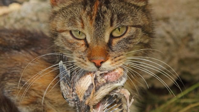 Katter och franska jägare håller jakten på småfågel högt.