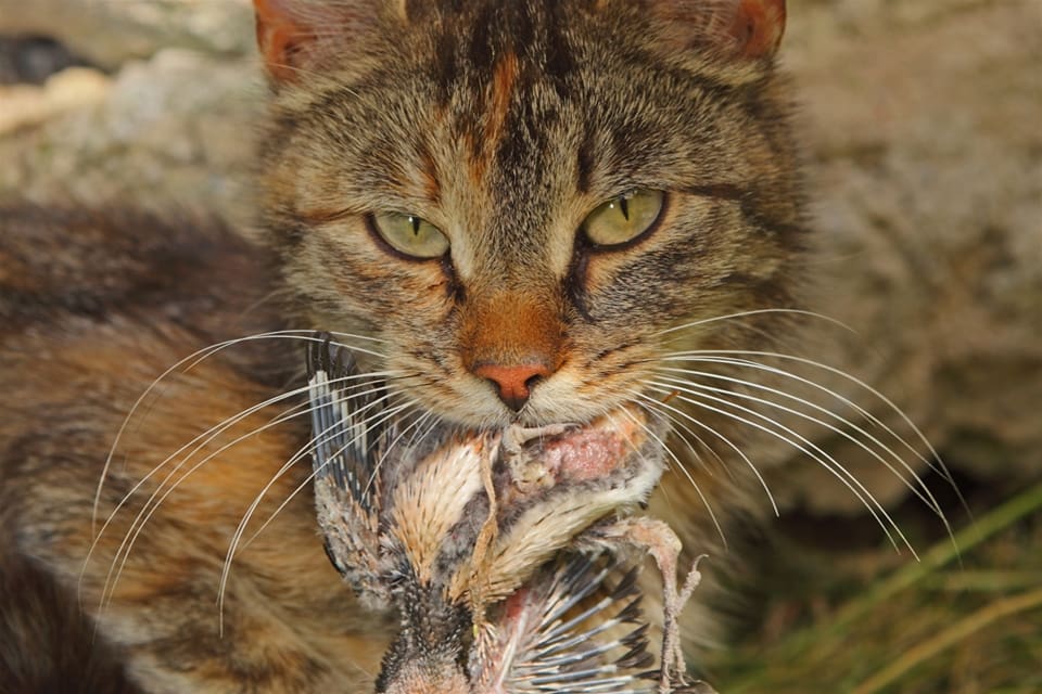 Katter och franska jägare håller jakten på småfågel högt.