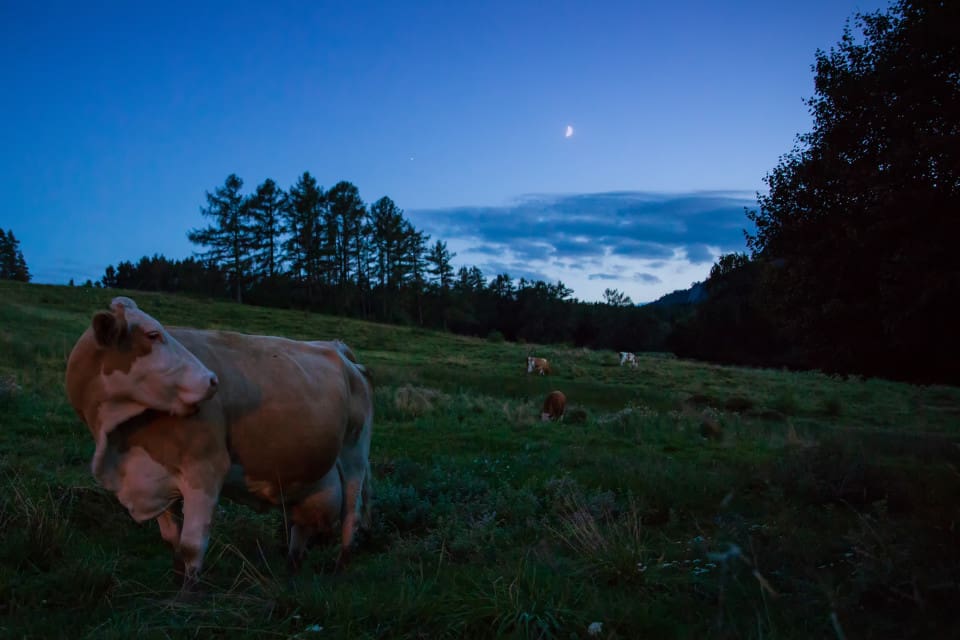 Vildsvinsjägaren såg fel och sköt en ko.