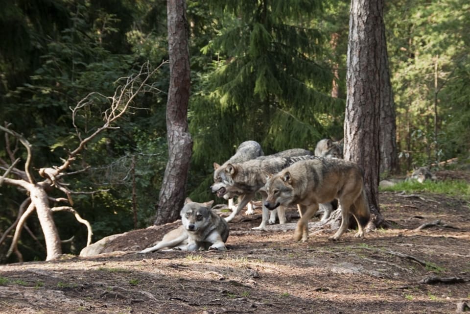 Vargar i hägn behövs inte i ett artbevarande syfte, enligt ledningen för Skansen.