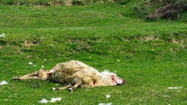 Flera får dödades av varg på en gård utanför Torsby. (arkivbild)