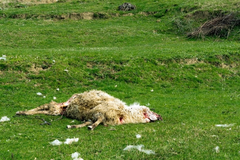 Flera får dödades av varg på en gård utanför Torsby. (arkivbild)