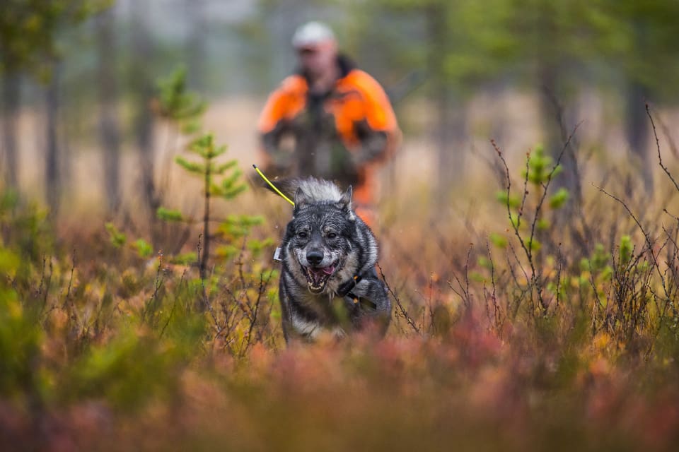 Enligt Viltskadecenters statistik dödades eller skadades 22 svenska hundar av varg förra året. Förhoppningen är att de rapporterade vargobservationerna i Ultracoms och Trackers appar ska minska antalet angrepp.