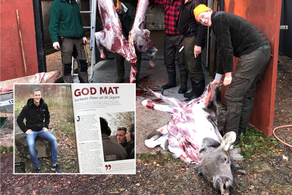 Nya erfarenheter och ett rejält bidrag till frysen blev resultatet av den första älgjakten för Peter Kaijser.