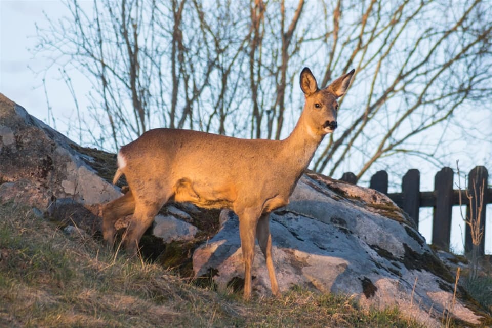 Den gotländska jakten på rådjur lockade ett stort antal jägare.