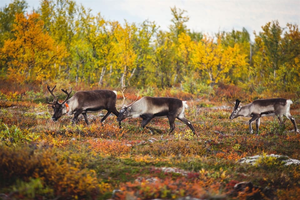 Renarna som hör till Idre sameby skingras på grund av varg.