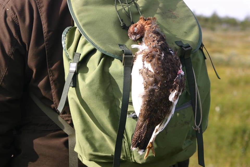 Småviltsjakten till fjälls krockade med samebyns älgjakt.