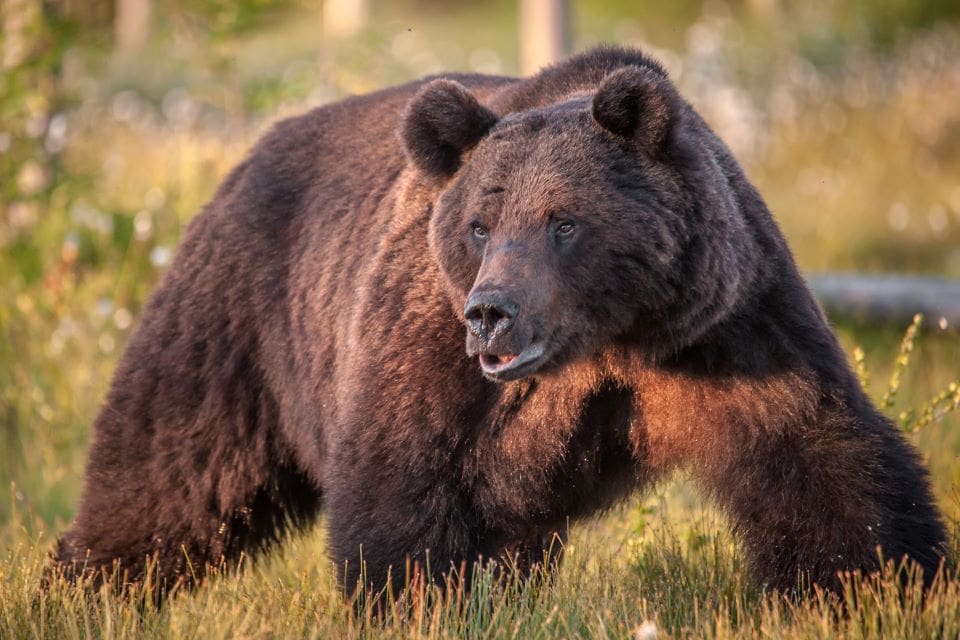 Det är många björnar kvar att fälla i Jämtland. Nu öppnas jakten upp i hela länet. (Arkivbild)