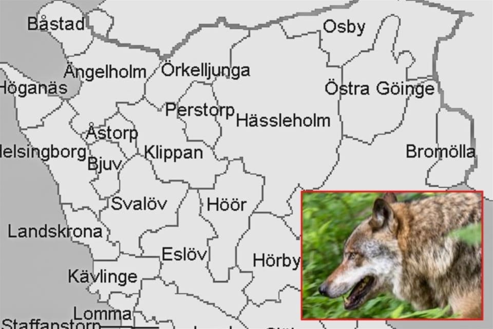 Vargreviret i Skåne etablerades under vintern och verkar inte ha vuxit.