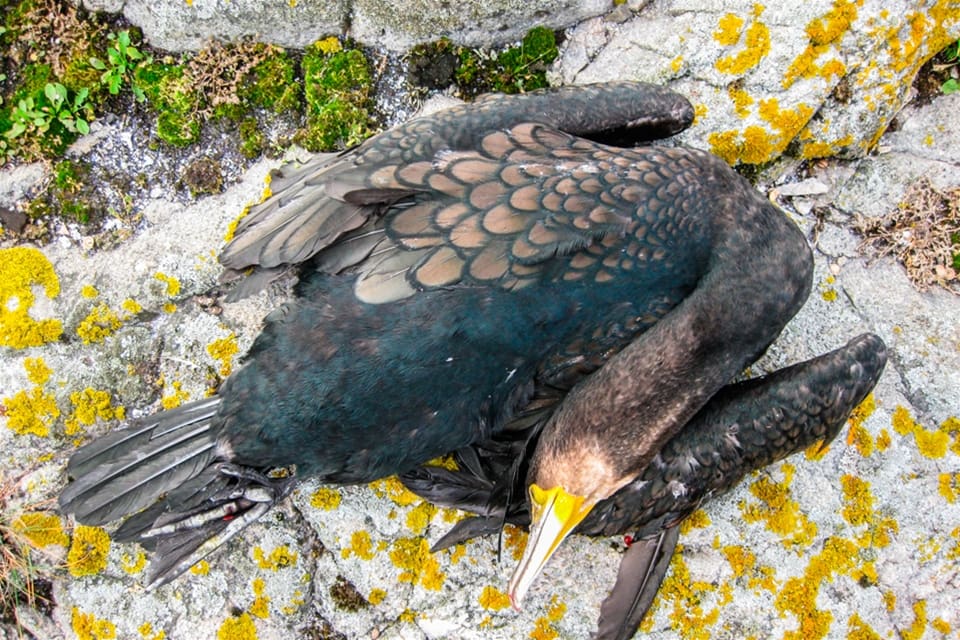 Dödade fåglar och förstörda ägg och bon. Ornitologen Claes Kyrk slår larm om misstänkta jaktbrott mot skarvkolonier.