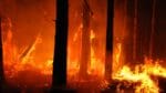 Skogsbränderna påverkar viltet på flera plan och det kan dröja lång tid innan till exempel älgen återvänder.