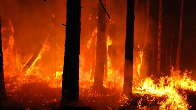 Skogsbränderna påverkar viltet på flera plan och det kan dröja lång tid innan till exempel älgen återvänder.