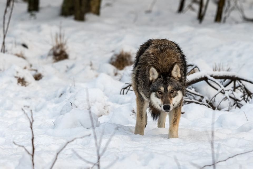 Nu startar den norska licensjakten på varg.