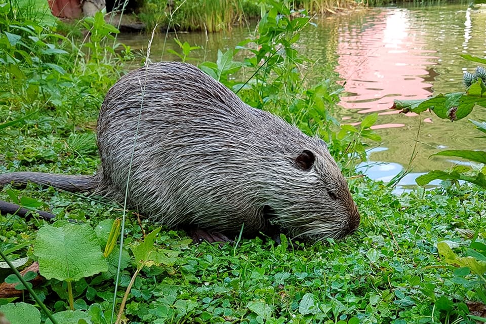 Förekomsten av sumpbäver har blivit ett stort problem i Tyskland.