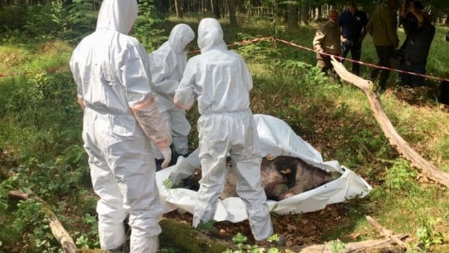 Ett tyskt svinpestteam tar hand om ett fällt vildsvin med befarad smitta.